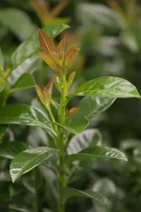 Prunus laurocerasus 'Kleopatra' - 1/2 STDS C10 - image 2