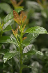 Prunus laurocerasus 'Kleopatra' - 90 CM STEM C10