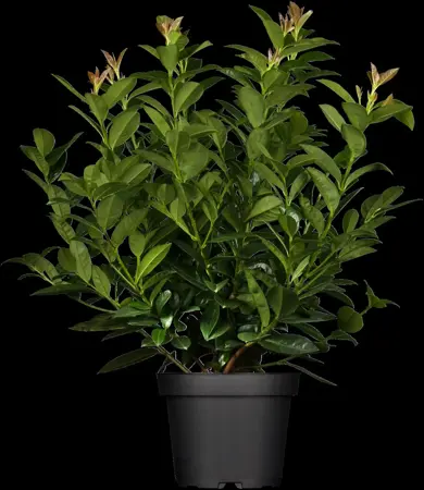 Prunus laurocerasus 'Kleopatra' - 100 CM STEM C15 - image 1