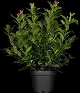 Prunus laurocerasus 'Kleopatra'