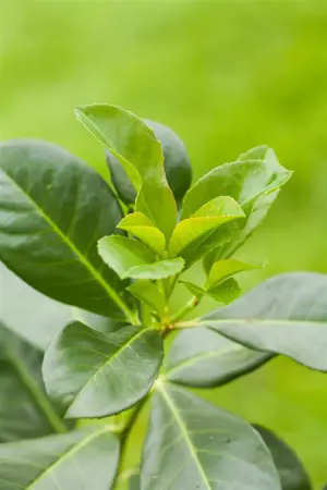 Prunus laurocerasus 'Legend' - P9 - image 5