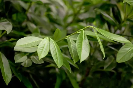 Prunus laurocerasus 'Legend' - P9 - image 3