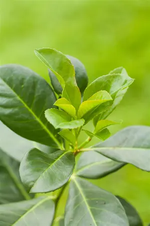 Prunus laurocerasus 'Nero' - 30-40 CM RB - image 3