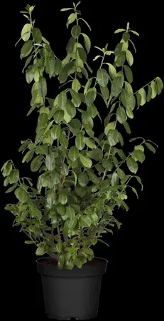 Prunus laurocerasus 'Nero' - 60-80 CM C6.5 - image 4