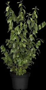 Prunus laurocerasus 'Nero' - 60-80 CM C6.5 - image 4