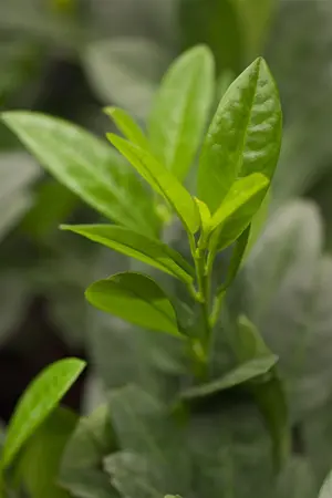 Prunus laurocerasus 'Piri' - 5 Ltr pot