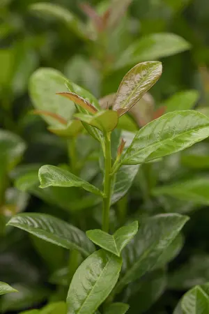 Prunus laurocerasus 'Polster' - 2.5 Ltr pot - image 2