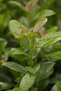 Prunus laurocerasus 'Polster' - 2.5 Ltr pot - image 2