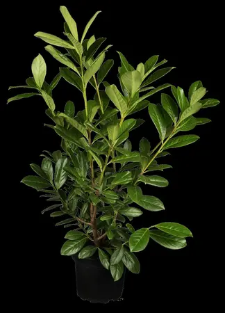 Prunus laurocerasus 'Polster' - 2.5 Ltr pot - image 1