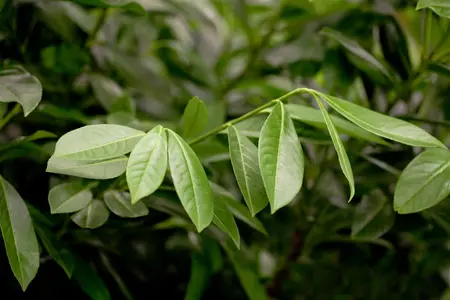 Prunus laurocerasus 'Polster' - 2.5 Ltr pot - image 3