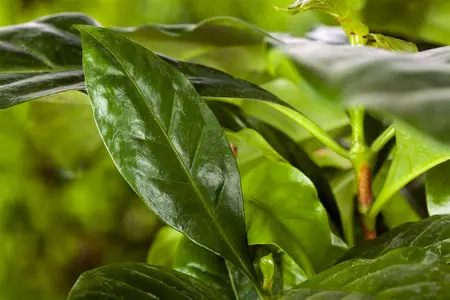 Prunus laurocerasus 'Polster' - 25-30 CM C3 - image 5