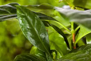 Prunus laurocerasus 'Polster' - 25-30 CM C3 - image 5