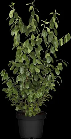 Prunus laurocerasus 'Polster' - 40-50 CM C3 - image 4