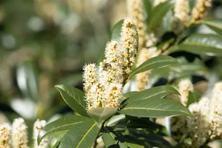 Prunus laurocerasus 'Van Nes' - 30-40 CM RB
