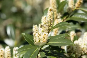 Prunus laurocerasus 'Van Nes'