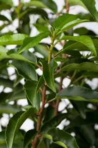 Prunus lusitanica - P9 - image 4