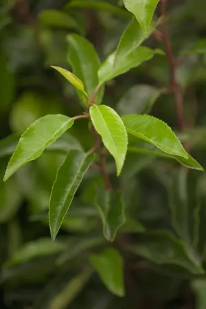 Prunus lusitanica - 40-50 CM C3 - image 5