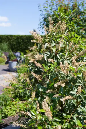 Prunus lusitanica - UMBRELLA SHAPE 250-300 CM C500 - image 1