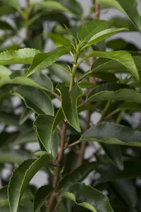 Prunus lusitanica - UMBRELLA SHAPE 250-300 CM C500 - image 3
