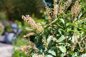 Prunus lusitanica - 60-80 CM C5 - image 2