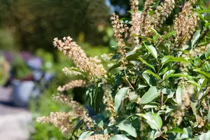 Prunus lusitanica - STD 20-25 CM CONT    - image 2