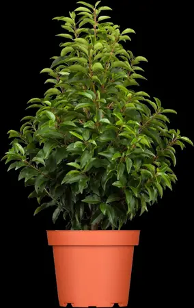 Prunus lusitanica - BEEHIVE H 250-300 CM W 220-240 CM RB - image 5