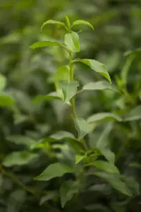 Prunus lusitanica 'Angustifolia' - 2 Ltr pot - image 3