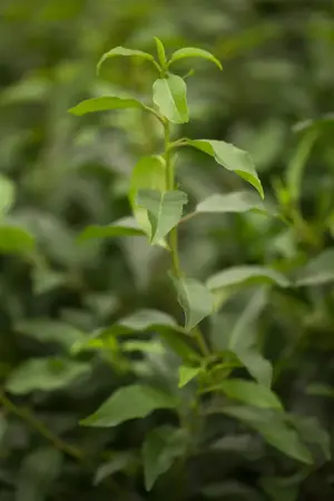 Prunus lusitanica 'Angustifolia' - 90 CM STEM C10 - image 3