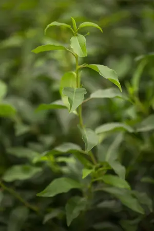 Prunus lusitanica 'Angustifolia' - 60-80 CM C3 - image 1