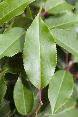 Prunus lusitanica 'Angustifolia' - 60-70 CM C7.5 - image 2