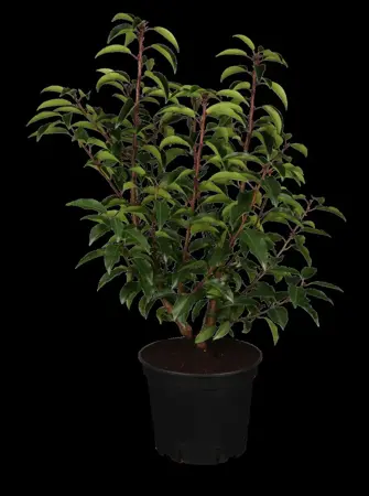 Prunus lusitanica 'Angustifolia' - DOME 120-130 CM RB - image 2