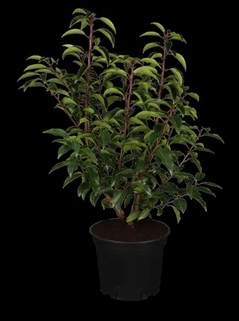 Prunus lusitanica 'Angustifolia' - TRAINED 180 CM STEM, GIRTH 8-10 CM CONT - image 2