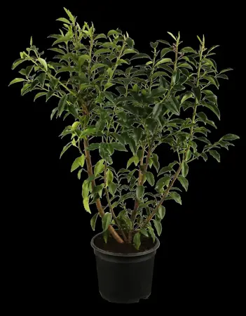 Prunus lusitanica 'Angustifolia' - DOME 120-130 CM RB - image 1