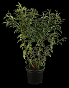 Prunus lusitanica 'Angustifolia' - SOLITAIR 225-250 CM RB - image 1