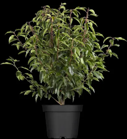 Prunus lusitanica 'Angustifolia' - DOME 180-200 CM RB - image 4