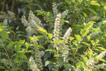 Prunus lusitanica 'Angustifolia' - 55 CM BALL C35 - image 3