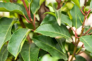 Prunus lusitanica 'Angustifolia' - 55 CM BALL C35 - image 5