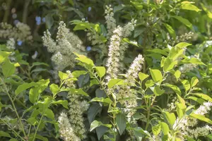 Prunus lusitanica 'Angustifolia' - 60-70 CM C7.5 - image 3