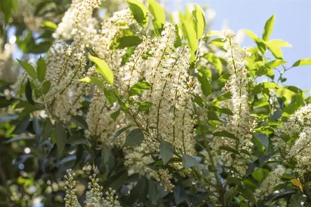 Prunus lusitanica 'Angustifolia' - 60-70 CM C7.5 - image 4