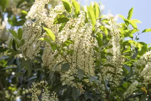 Prunus lusitanica 'Angustifolia' - 60-70 CM C7.5 - image 4