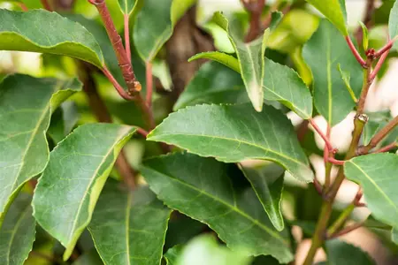 Prunus lusitanica 'Angustifolia' - 40 CM BALL C15 - image 5
