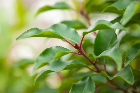 Prunus lusitanica 'Angustifolia' - 90 CM BALL C90 - image 5