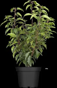 Prunus lusitanica 'Angustifolia' - 2 Ltr pot - image 5