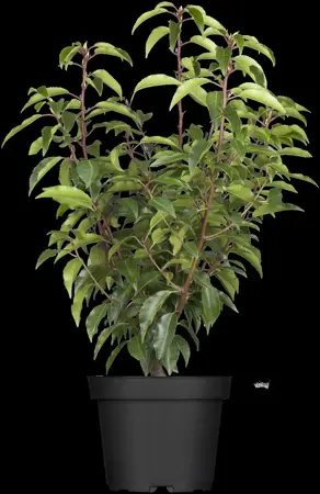 Prunus lusitanica 'Angustifolia' - 70-80 CM C10 - image 5