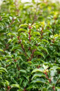 Prunus lusitanica 'Brenelia' - TRAINED 200 CM STEM, GIRTH 16-18 CM CONT - image 5