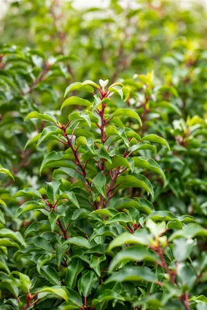 Prunus lusitanica 'Brenelia' - TRAINED 180 CM STEM, GIRTH 8-10 CM CONT - image 4