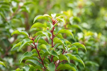 Prunus lusitanica 'Brenelia' - LINERS 28 CEL TRAY P8 SIZE - image 5