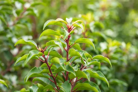 Prunus lusitanica 'Brenelia' - TRAINED 200 CM STEM, GIRTH 8-10 CM CONT - image 5