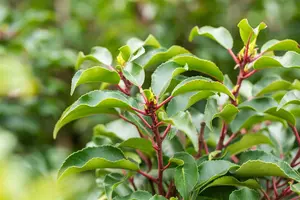 Prunus lusitanica 'Brenelia' - TRAINED 200 CM STEM, GIRTH 16-18 CM CONT - image 2