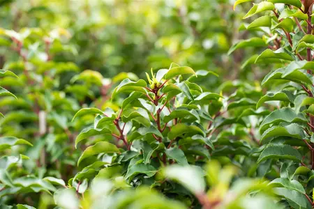 Prunus lusitanica 'Brenelia' - TRAINED 200 CM STEM, GIRTH 16-18 CM CONT - image 3